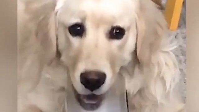 GENE SIMMONS PUP смотреть онлайн