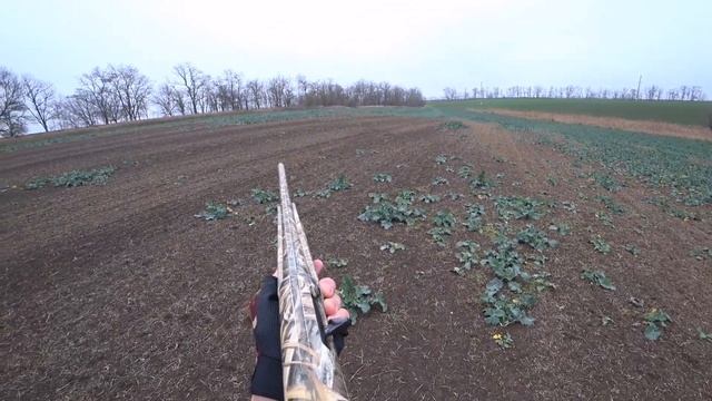 Кровавый след. Охота по зайцу с Курцхаарами. Алтай и Дефф. смотреть онлайн