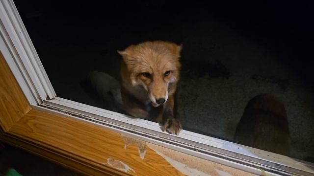 More crazy foxes at my window?! смотреть онлайн