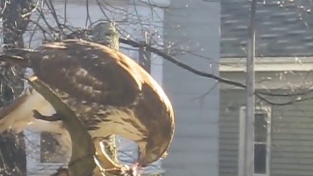 Hawk eating rat just outside our window смотреть онлайн