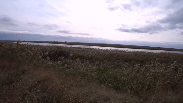 Чуть ствол не разорвало!!! Охота на Кубани! Охота с Курцхаарами по фазану. смотреть онлайн