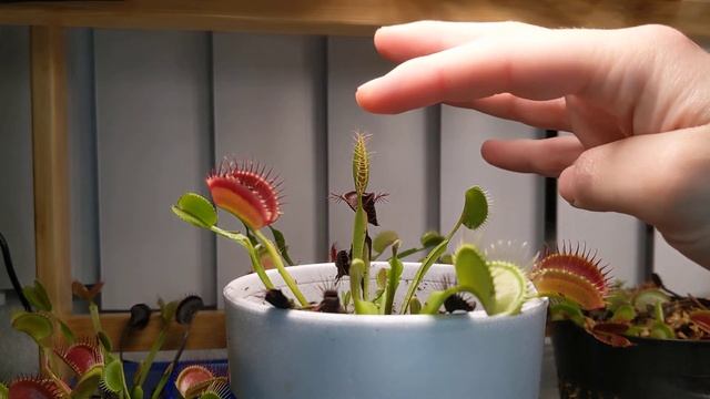 Can a Venus Fly Trap Bite You? And, Does It Hurt? смотреть онлайн