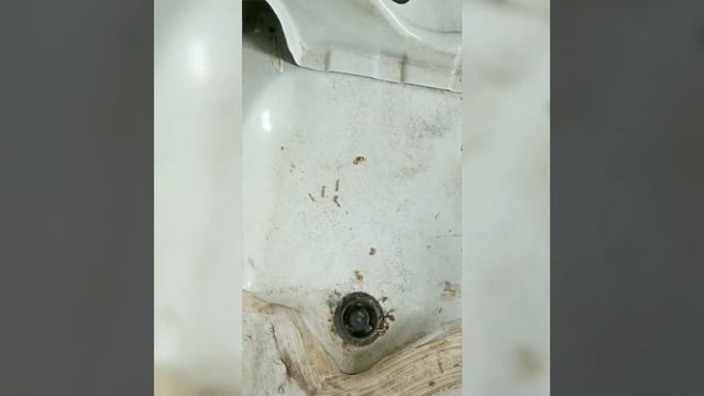 daihatsu mira | interior cleaning and worm kill for car floor смотреть онлайн
