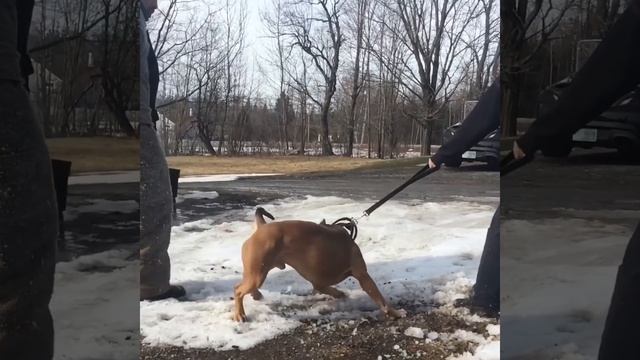 Pit bull smashed car window trying to get to attacker INSANE POWER (HIGHLIGHTS) смотреть онлайн