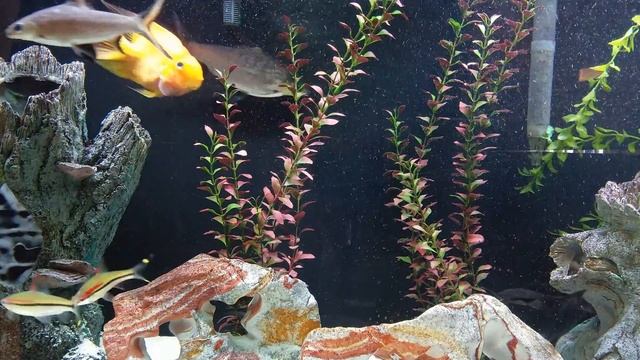 UNION NEW JERSEY RETIREMENT HOME FISH TANK 4K SCREENSAVER смотреть онлайн