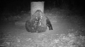 Медведь с серьёзными намерениями…