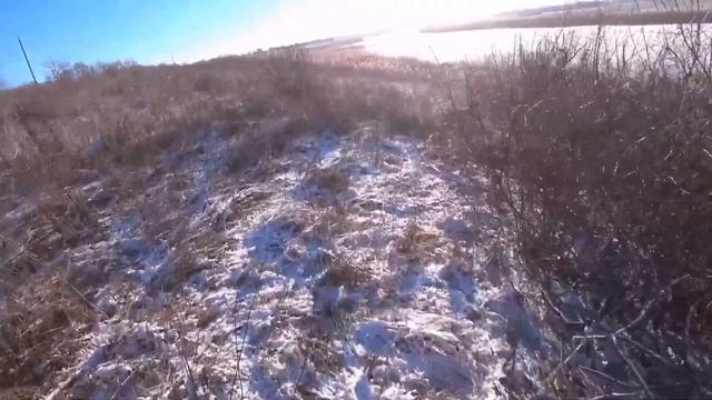 Продолжаем искать зайцев! Патрон и Дефф. Охота с ТОЗ-34 и Курцхаарами смотреть онлайн