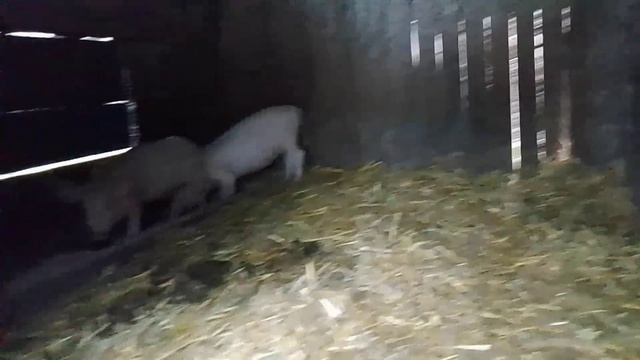 Мои поросята