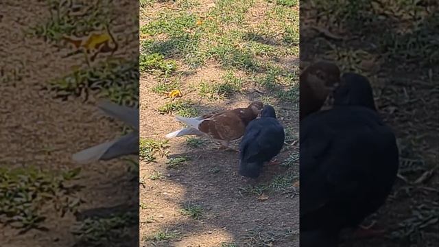 Она добилась своего.Секс голубей смотреть онлайн