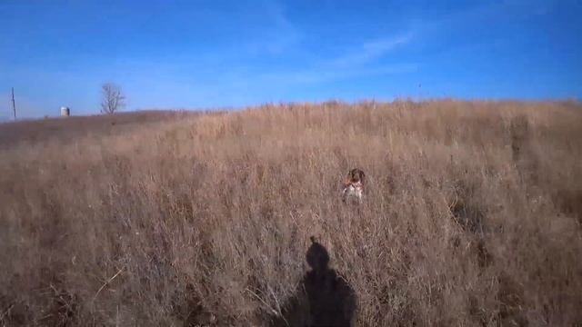 Охота с Гюрзой и Кометой по Фазану. Подача Фазана. ТОЗ-34 смотреть онлайн