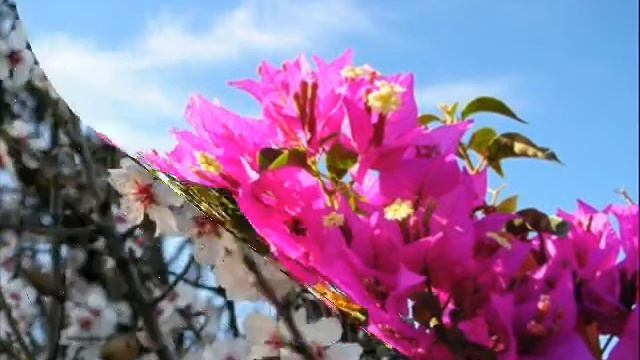 Curs de Windows Movie Maker - Transicions смотреть онлайн