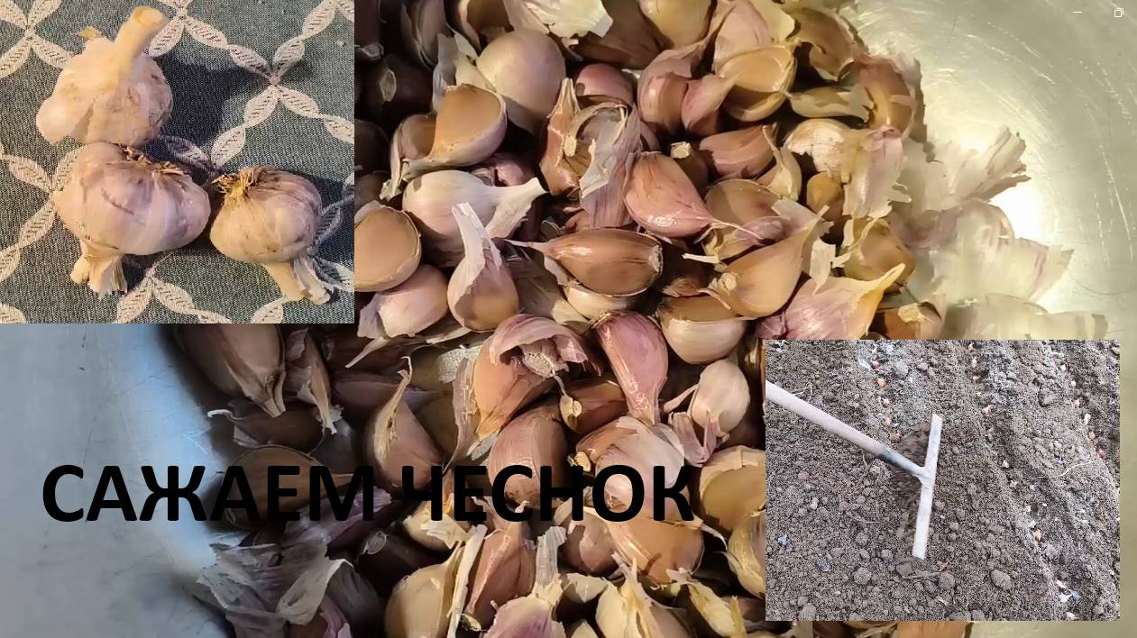 Как посадить озимый чеснок. #Сажаем правильно чеснок #Основные правила и сроки посадки чеснока смотреть онлайн