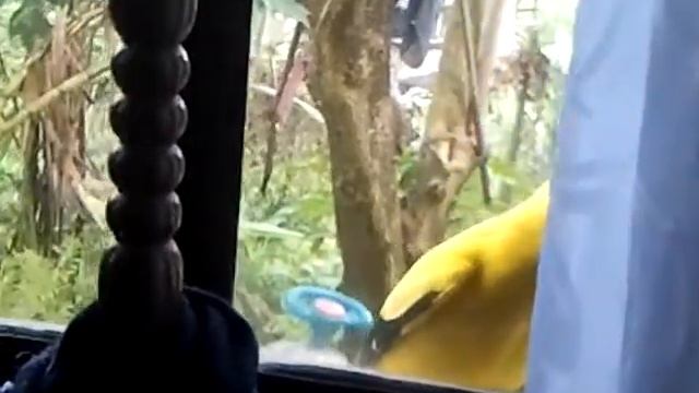 Black-naped Oriole outside my window смотреть онлайн