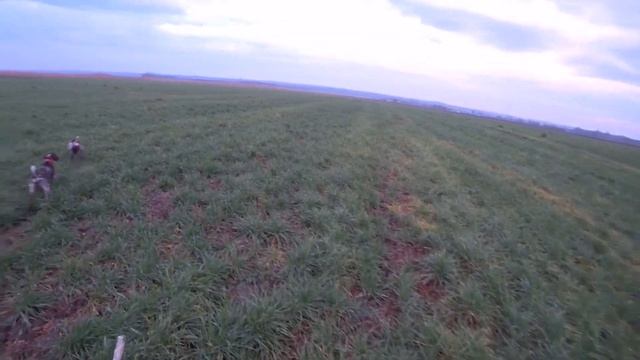 Охота на зайца превратилась в большую охоту на Фазанов! Взлетают прямо из под ног! Смотреть до конца смотреть онлайн