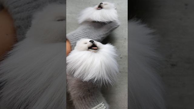 Варежки с белыми шпицами