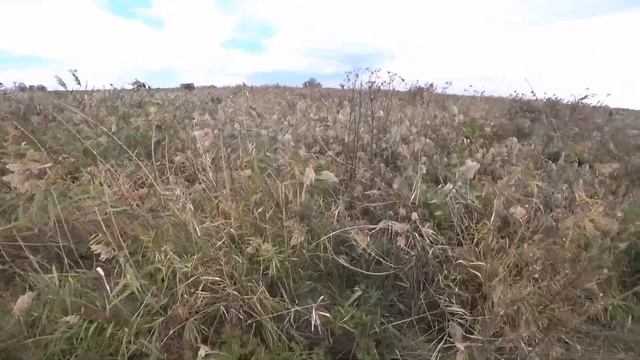 Дефф и Алтай показали Баю как надо прыгать в багажник! Охота, Перепелка и Фазан! смотреть онлайн