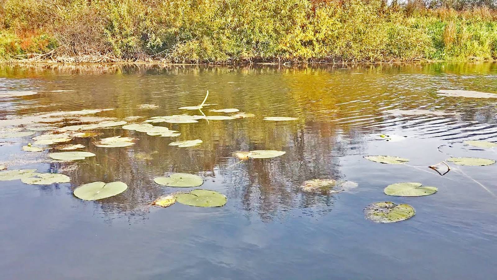 Закинул приманку под куст травы и НАЧАЛОСЬ!!!.. Супер Рыбалка на спиннинг! Щука на воблеры осенью смотреть онлайн
