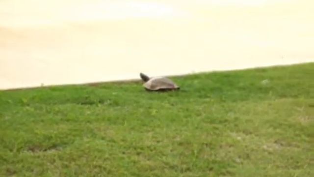 Secret Agent Ninja Turtle смотреть онлайн