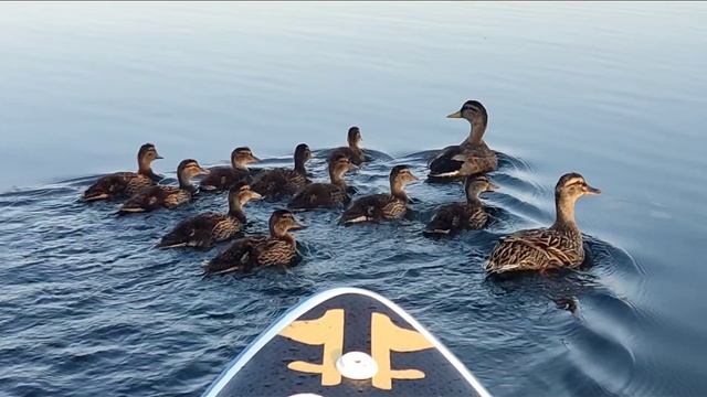 Белое озеро. Ульяновская область.