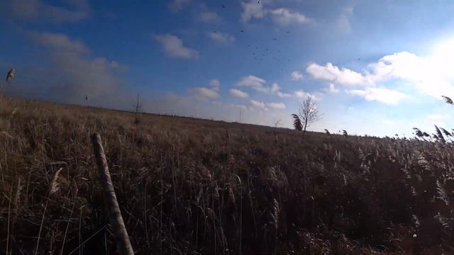 Шикарные налёты утки! 2 серия. Охота на утку с Курцхаарами. Алтай и Дефф. смотреть онлайн