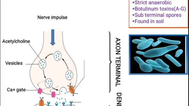 Clostridium Botulinum || Botulism || Medical Microbiology