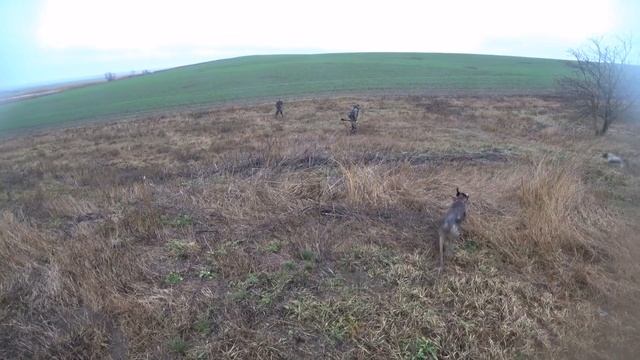 Матерый заяц в бронежилете, застал охотников в расплох. Охота по зайцу с Курцхааром! Комета смотреть онлайн