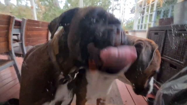 Boxers Cleaning Windows Inc At Your Service! 😍😂 смотреть онлайн