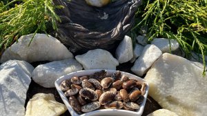 ВИДЕО КАТАЛОГ СЕМЯН 2024 СОРТОВ ФАСОЛЬ ВЬЮЩАЯСЯ, КУСТОВАЯ, БОБЫ, ПОДСОЛНЕЧНИК