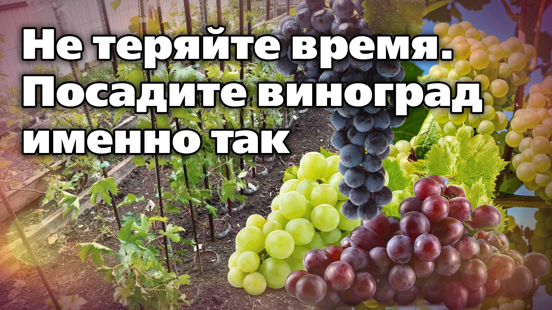 Оригинальный способ посадки и выращивания винограда. Ускоряет начало плодоношения смотреть онлайн
