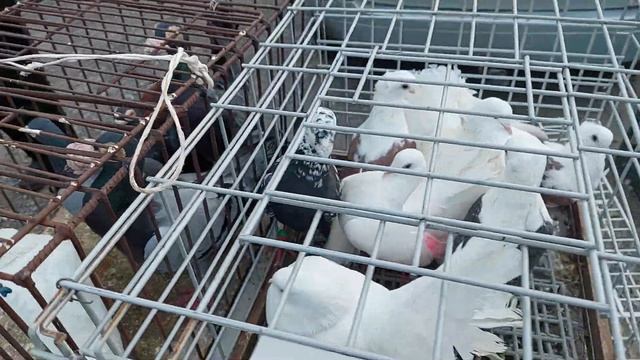 DUŻY TARG, GIEŁDA OPATÓW 03.03.2024. Część 1👌(GOŁĘBIE, KURY, KOGUTY, KACZKI, PAPUGI, KRÓLIKI 🐇🐦🐔)👍 смотреть онлайн