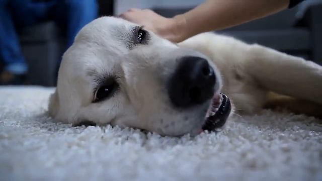 Sad Dog Stared Out The Window Every Day Until His Owner Wrote The Neighbor An Unbelievable Note смотреть онлайн