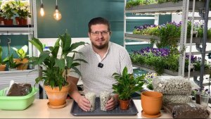 Высадка растений по системе «умный горшок» на основе пеностекольного субстрата GrowPlant