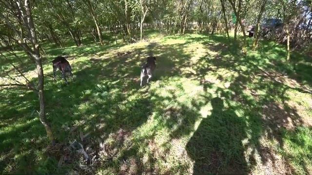 Фазаны, уже в лагерь к нам падают! Быстрая охота! смотреть онлайн