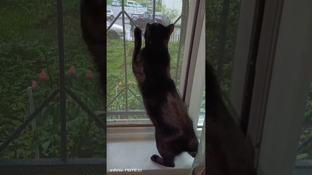 Милый чёрный котик охотится на птичек. смотреть онлайн