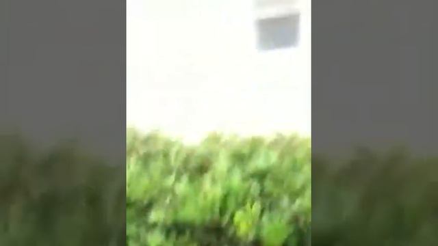 Cat falling out window смотреть онлайн