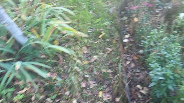 БРОСИЛА ДАЧУ НА 2 НЕДЕЛИ! ЧТО ВЫЖИЛО?! ТАКОГО НЕ ОЖИДАЛА! смотреть онлайн