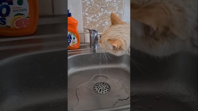 Нравится котам, пить воду из под крана))) смотреть онлайн