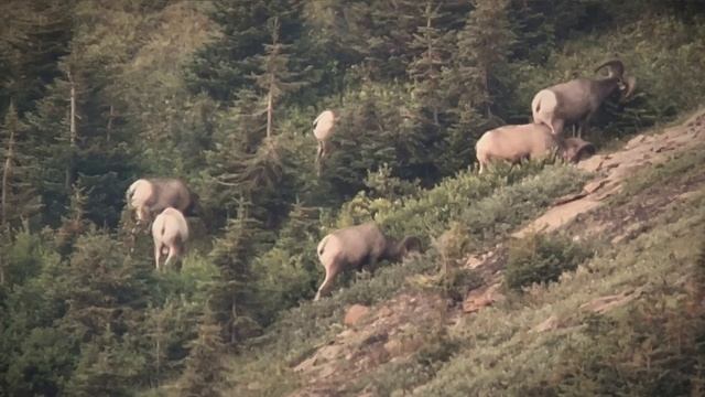THE WAITING GAME: A DIY Rocky Mountain Bighorn Sheep Hunt смотреть онлайн