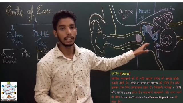 Video-2, D.Ed.Spl.Ed(H.I) Parts of ear{Middle ear} ; Paper No.-7 Audiology смотреть онлайн