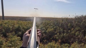 Выступление на Всероссийских состязаниях спаниелей по фазану, 2024. РОС Ар-Луна, Д1-88 баллов