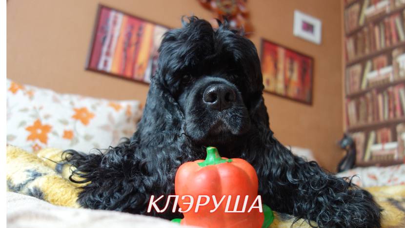 Клэрчонок-тринадцать лет ЛЮБВИ и СЧАСТЬЯ каждый день...