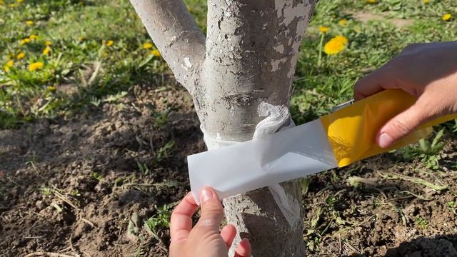 ЛОВУВШКА  для Муравьев действует на 100%!