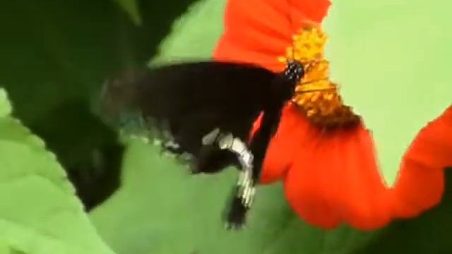windows vista sample video 2 смотреть онлайн