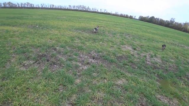 ПОЛЕ ЗАЙЦЕВ! Гюрза и Алтай! Охота на зайца с Курцхаарами! смотреть онлайн