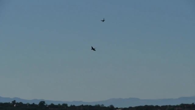 Stunt Flying Macaws смотреть онлайн