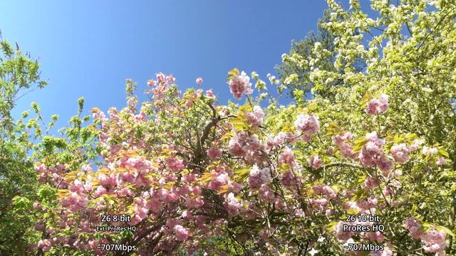 ATOMOS NINJA V Codec Comparison [ProRes Vs DNxHR]