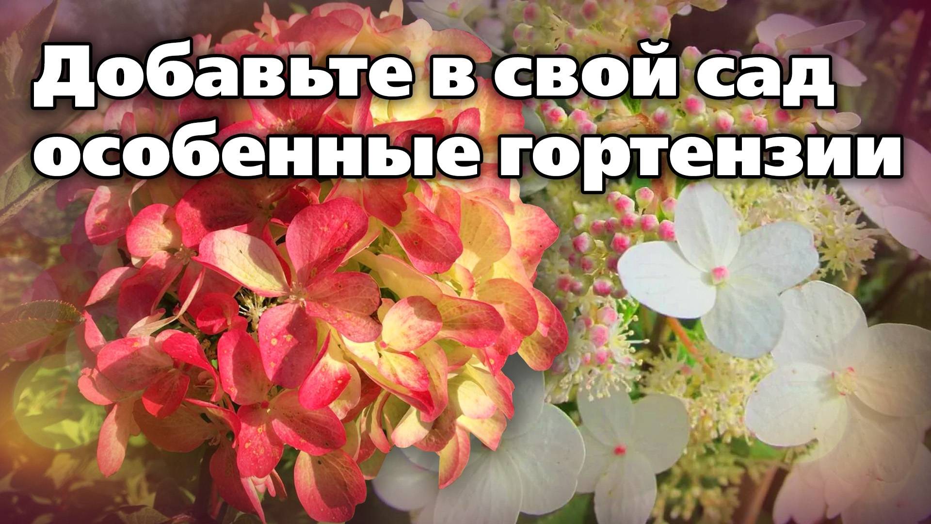 Эксклюзивные сорта гортензий. Классика и новинки смотреть онлайн
