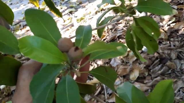 5 Winter Tropical Fruit you MUST try! Starfruit, Guavas, Thumb Limes, Sapote, and Bananas! смотреть онлайн