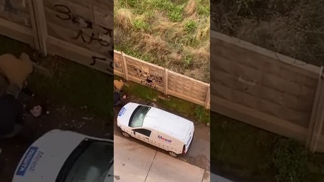Свиньи из тцк поймали несчастную овцу смотреть онлайн