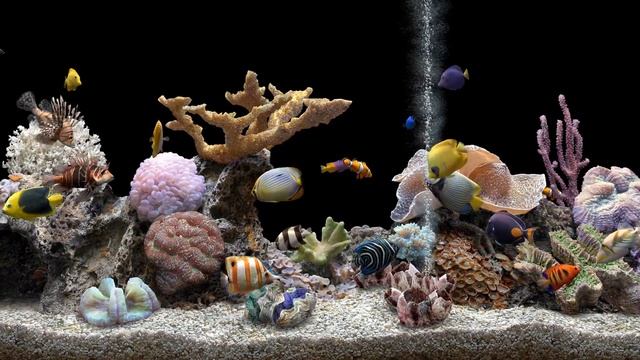 Marine Aquarium 3 Fading Background (4K) смотреть онлайн